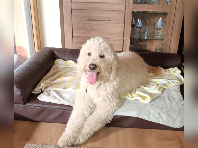 Goldendoodle Deckrüde mit Ahnentafel u. Körung /kein Verkauf