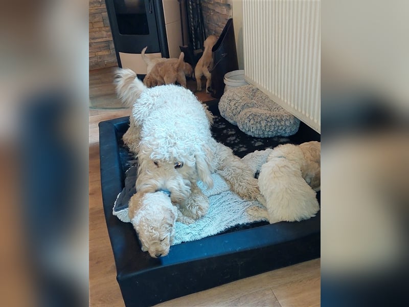 Goldendoodle Deckrüde mit Ahnentafel u. Körung /kein Verkauf