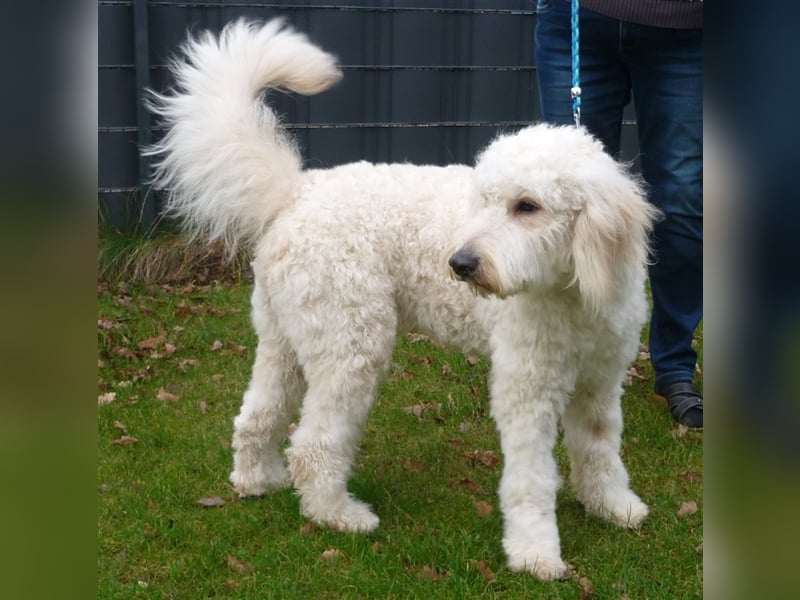 Goldendoodle Deckrüde mit Ahnentafel u. Körung /kein Verkauf