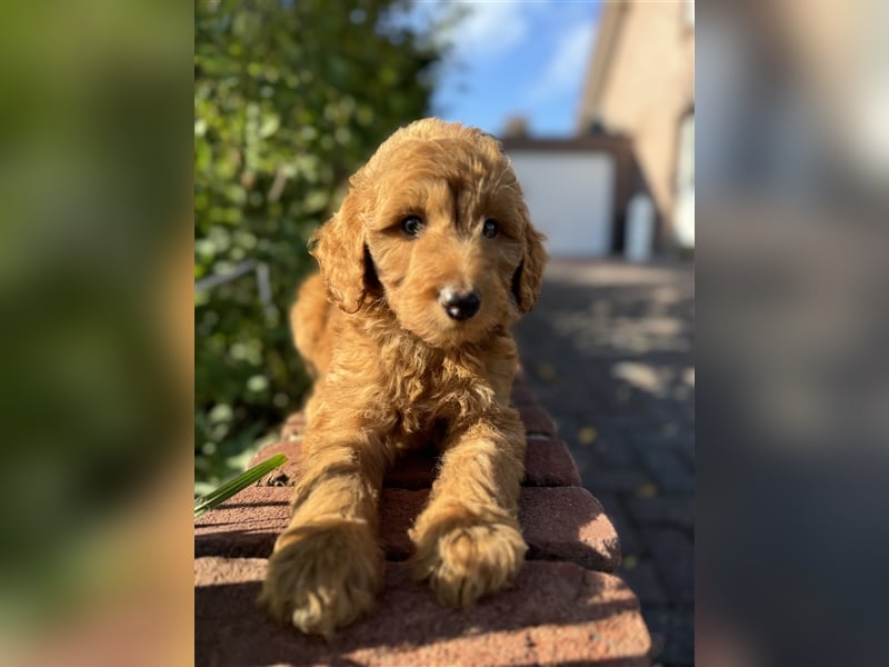 GoldenDoodle Welpen 