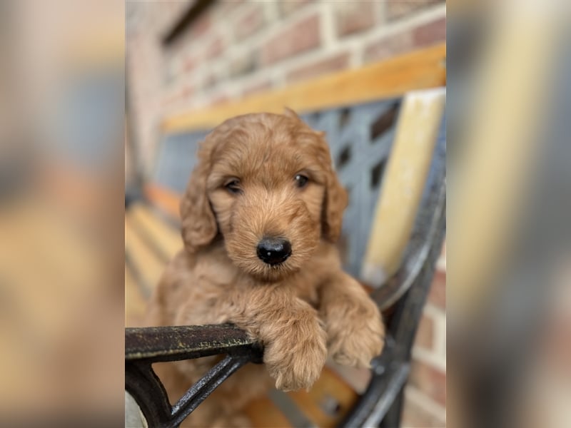 GoldenDoodle Welpen 