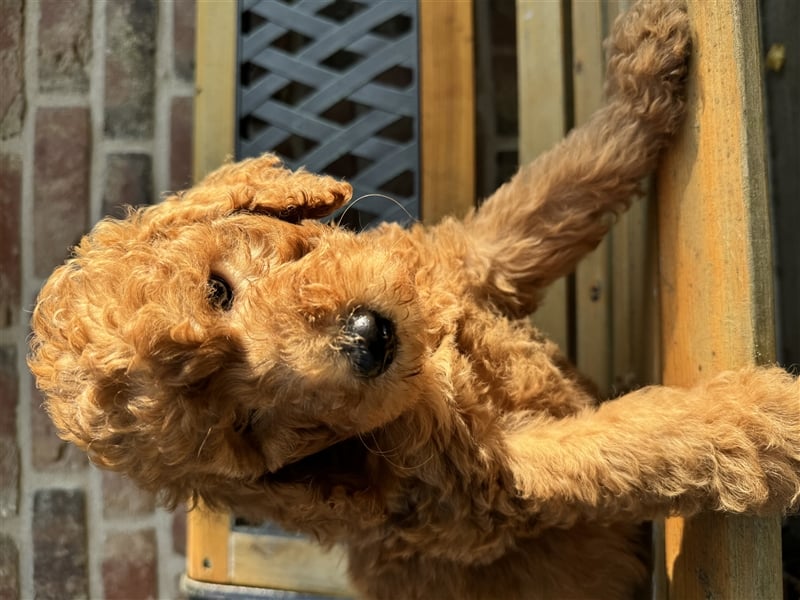 GoldenDoodle Welpen 