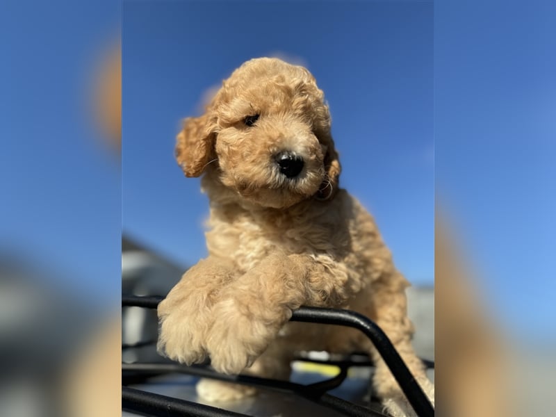 GoldenDoodle Welpen 