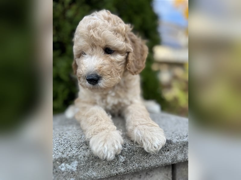 GoldenDoodle Welpen 