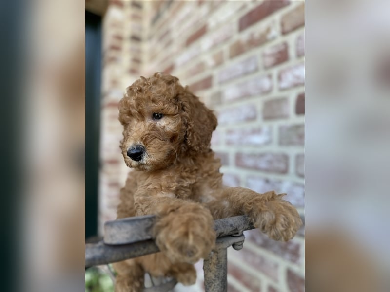 GoldenDoodle Welpen 