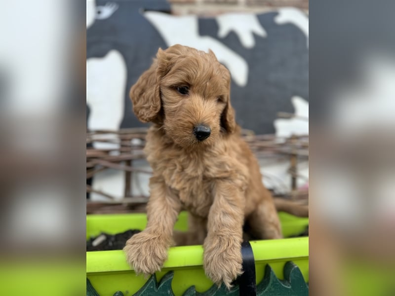 GoldenDoodle Welpen 