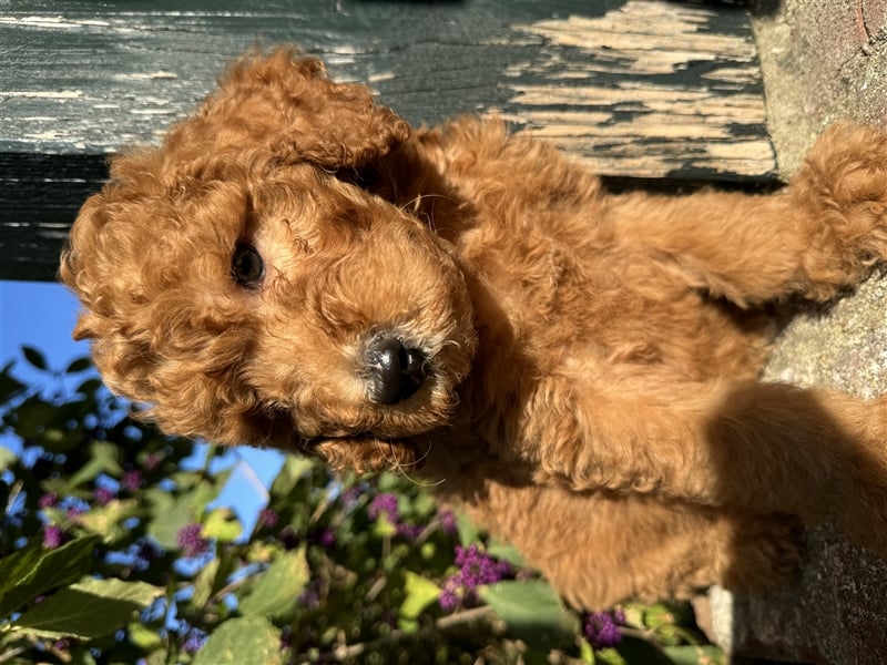 GoldenDoodle Welpen 