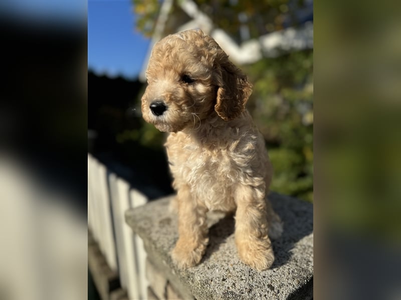 GoldenDoodle Welpen 