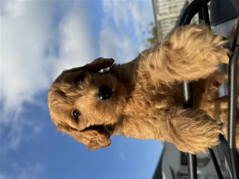 GoldenDoodle Welpen 