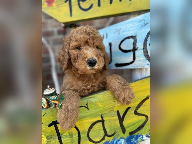 GoldenDoodle Welpen 