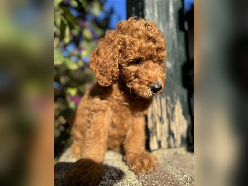 GoldenDoodle Welpen 