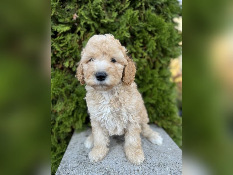 GoldenDoodle Welpen 