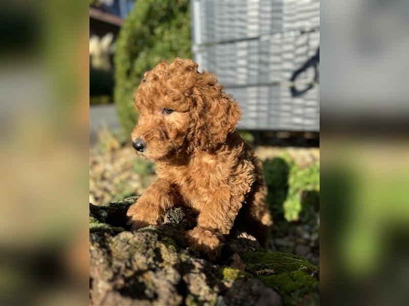 GoldenDoodle Welpen 