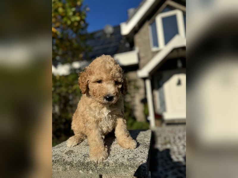 GoldenDoodle Welpen 