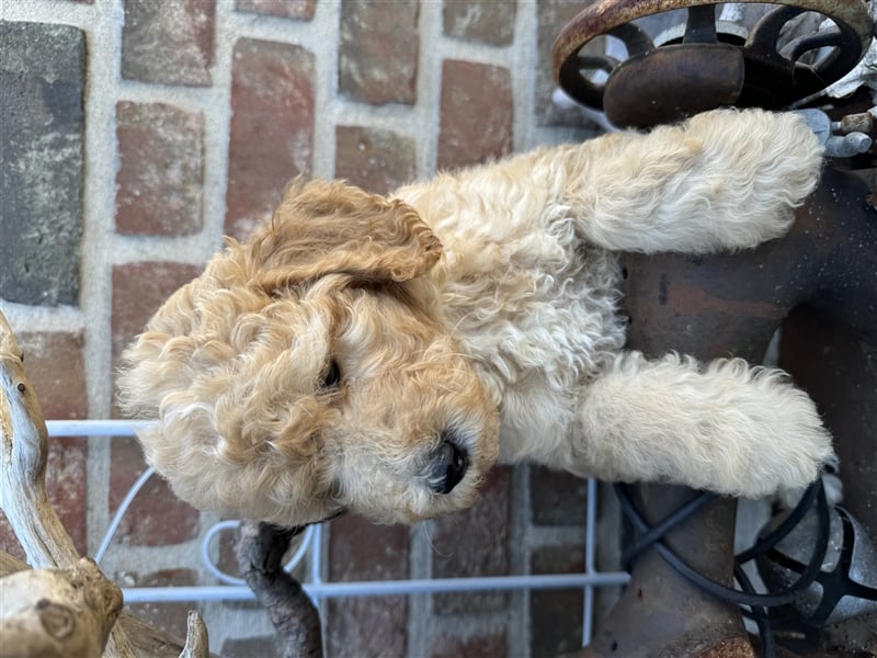 GoldenDoodle Welpen 