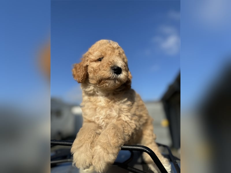 GoldenDoodle Welpen 