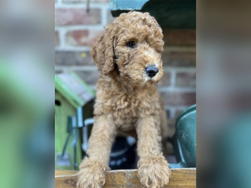 GoldenDoodle Welpen 