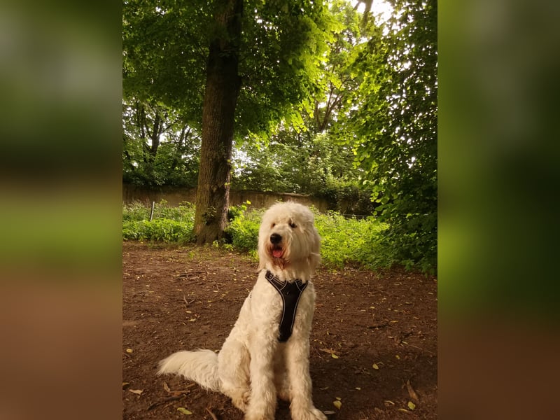 Goldendoodle Deckrüde (1 Jahr alt) – Freundlich und sozial, bereit für die Paarung!