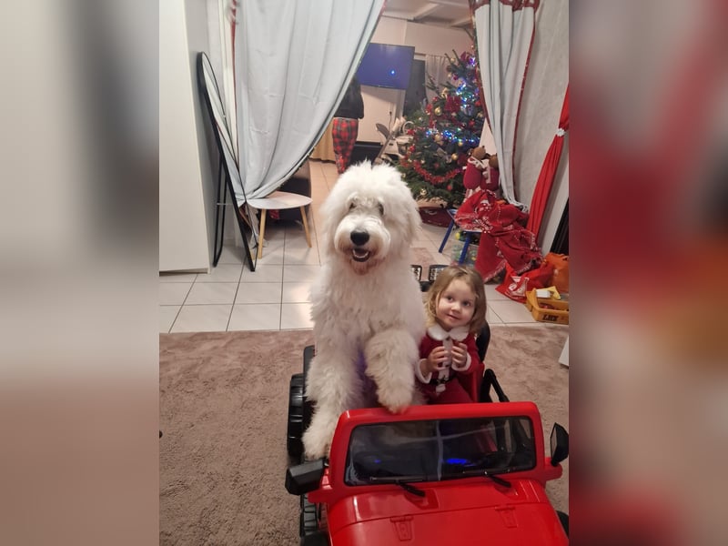 Goldendoodle Deckrüde (1 Jahr alt) – Freundlich und sozial, bereit für die Paarung!