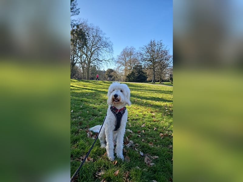 Goldendoodle Deckrüde (1 Jahr alt) – Freundlich und sozial, bereit für die Paarung!