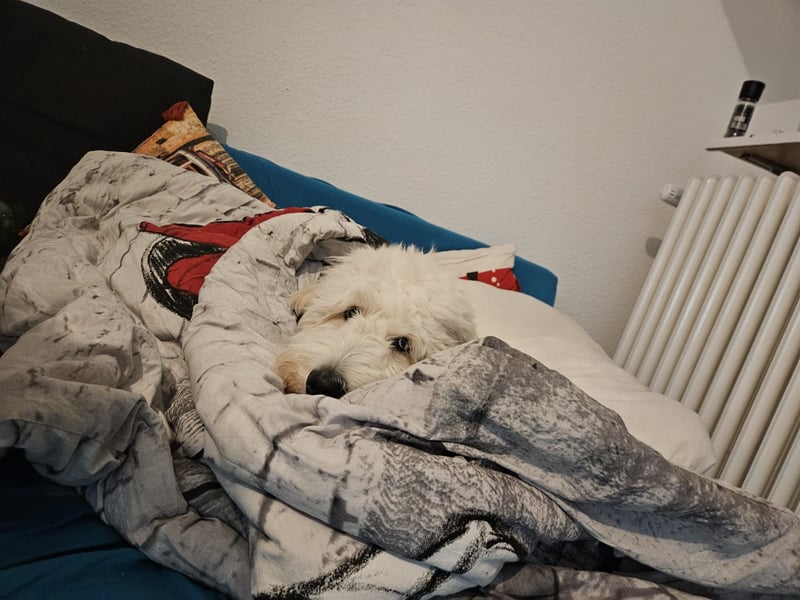 Goldendoodle Deckrüde (1 Jahr alt) – Freundlich und sozial, bereit für die Paarung!
