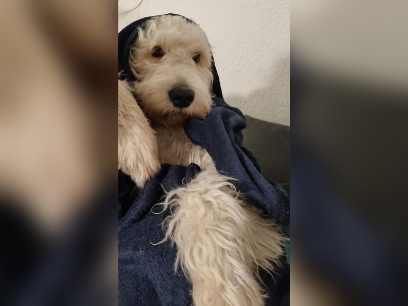 Goldendoodle Deckrüde (1 Jahr alt) – Freundlich und sozial, bereit für die Paarung!