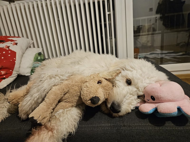 Goldendoodle Deckrüde (1 Jahr alt) – Freundlich und sozial, bereit für die Paarung!