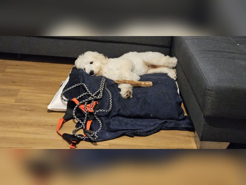 Goldendoodle Deckrüde (1 Jahr alt) – Freundlich und sozial, bereit für die Paarung!
