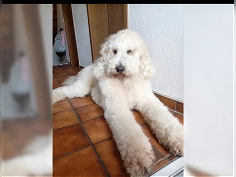 Deckrüde Goldendoodle