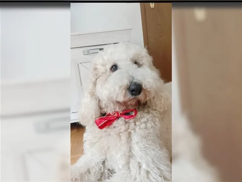 Deckrüde Goldendoodle