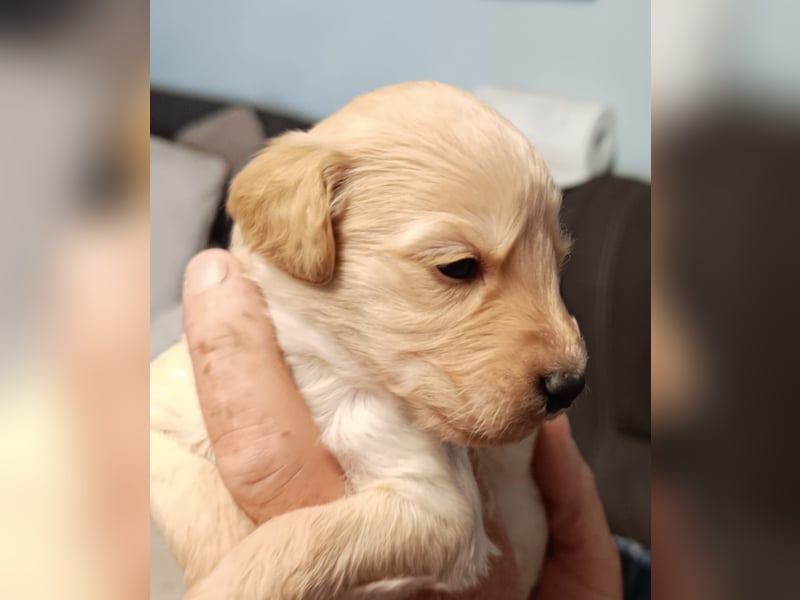 Goldendoodle Welpen Standard