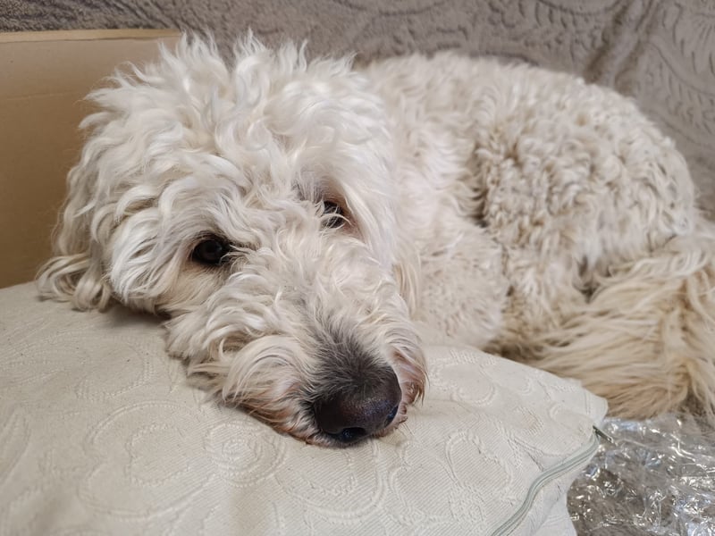 Goldendoodle Welpen Standard