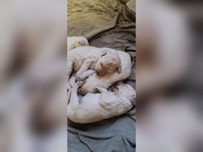 Goldendoodle Welpen Standard