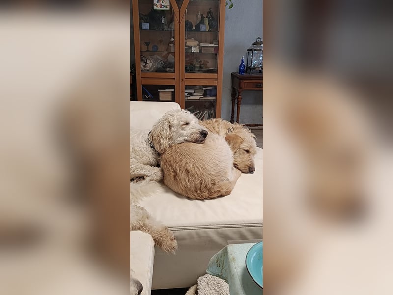 Goldendoodle Welpen Standard