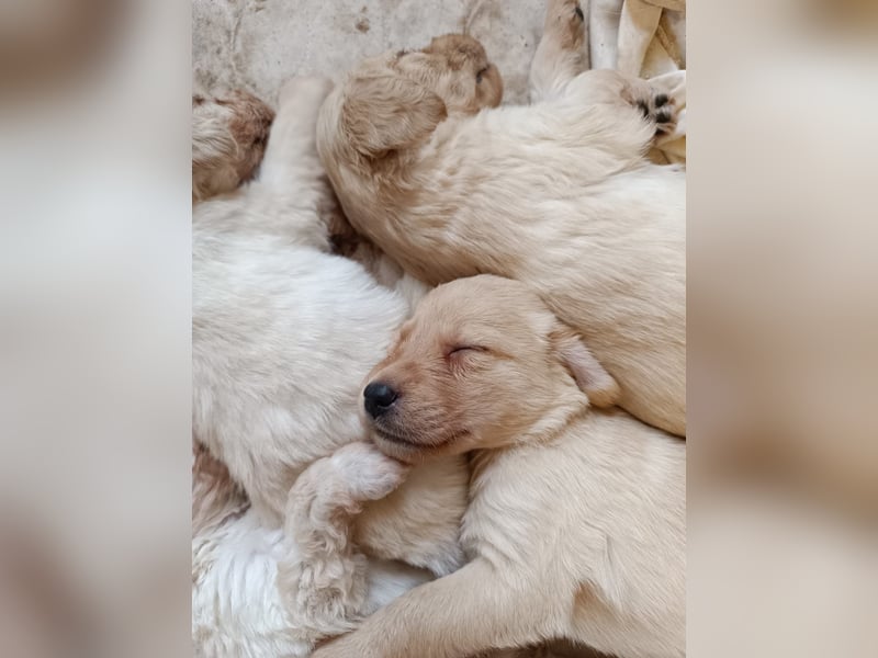 Goldendoodle Welpen Standard