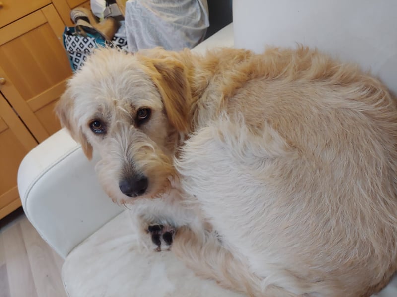Goldendoodle Welpen Standard