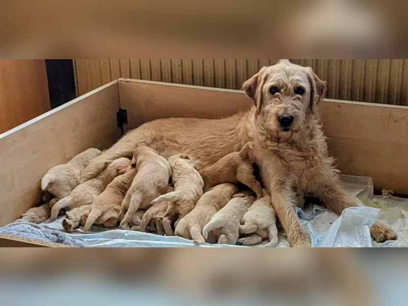 Goldendoodle Welpen Standard