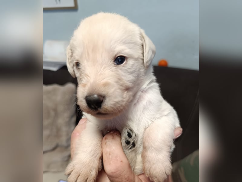 Goldendoodle Welpen Standard