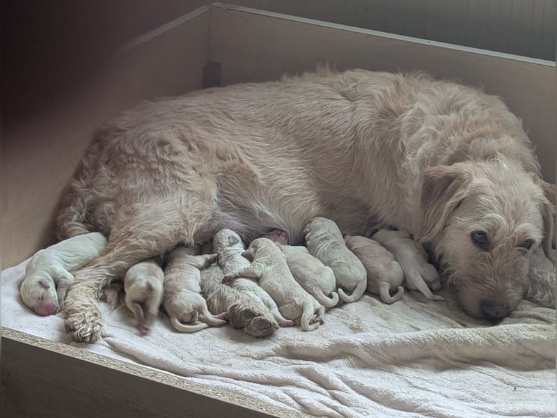 Goldendoodle Welpen Standard