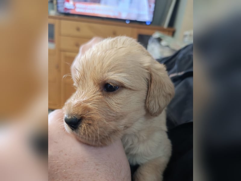 Goldendoodle Welpen Standard