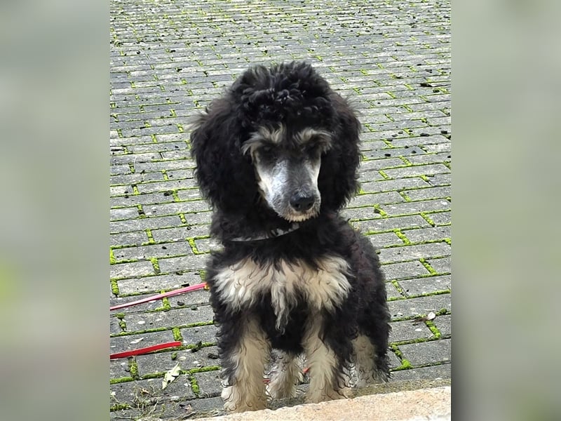 Lockenkind Smoky sucht sein Kuschelkörbchen