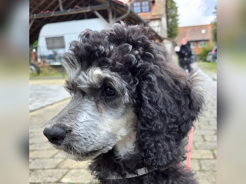 Lockenkind Smoky sucht sein Kuschelkörbchen