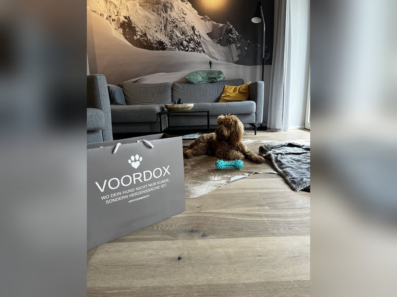 Golden Doodle Mini F1 Deckrüden
