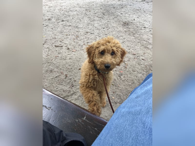 Golden Doodle Mini F1 Deckrüden