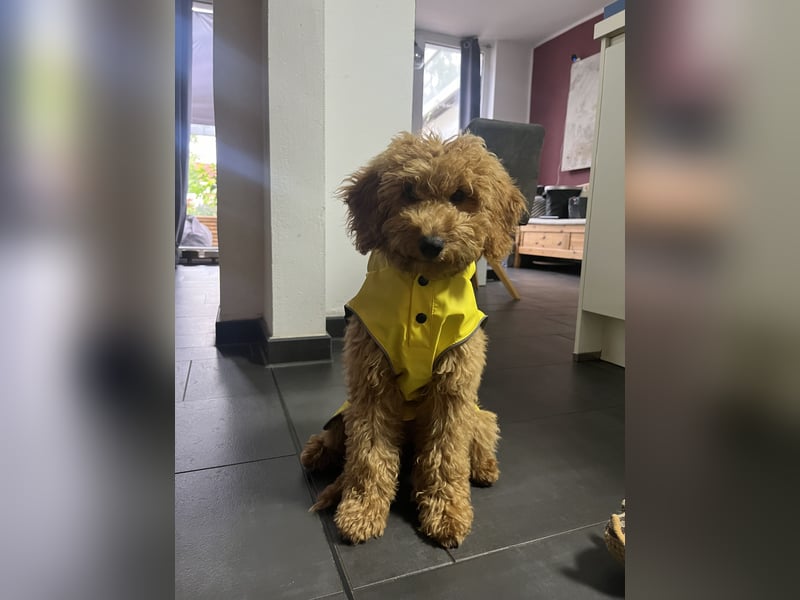 Golden Doodle Mini F1 Deckrüden