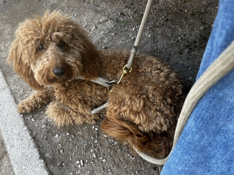 Golden Doodle Mini F1 Deckrüden