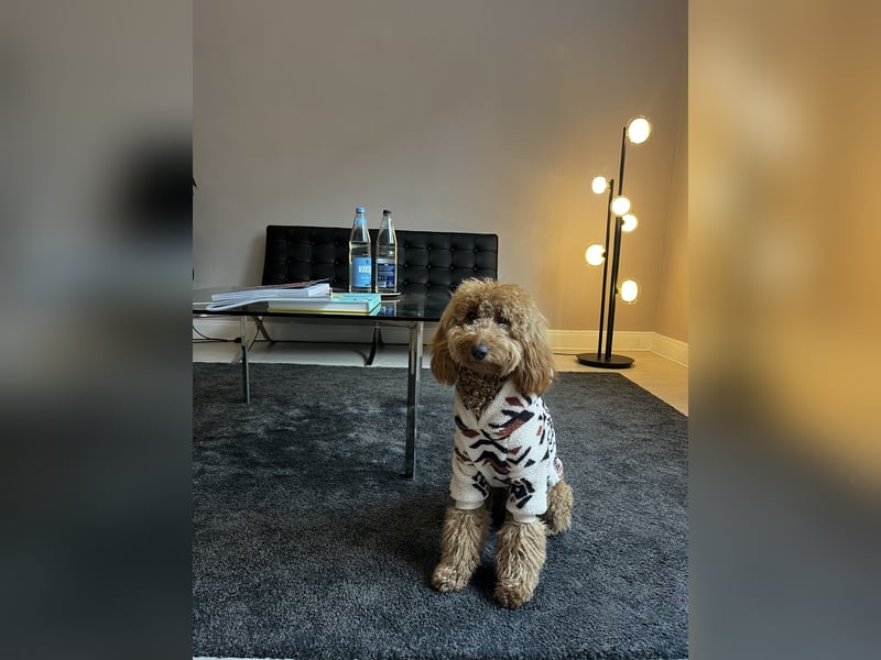 Golden Doodle Mini F1 Deckrüden