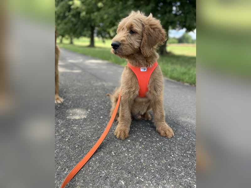 Goldendoodle 16 Wochen Stubenrein sehr lieb