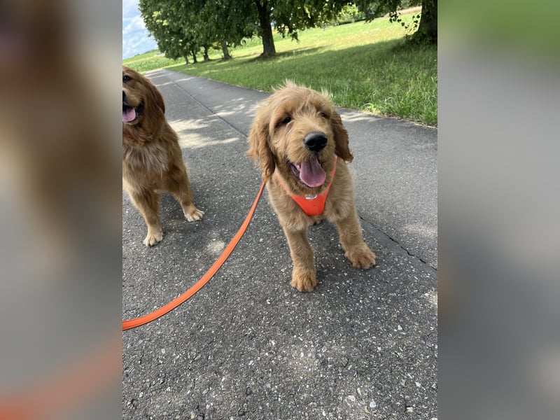 Goldendoodle 16 Wochen Stubenrein sehr lieb