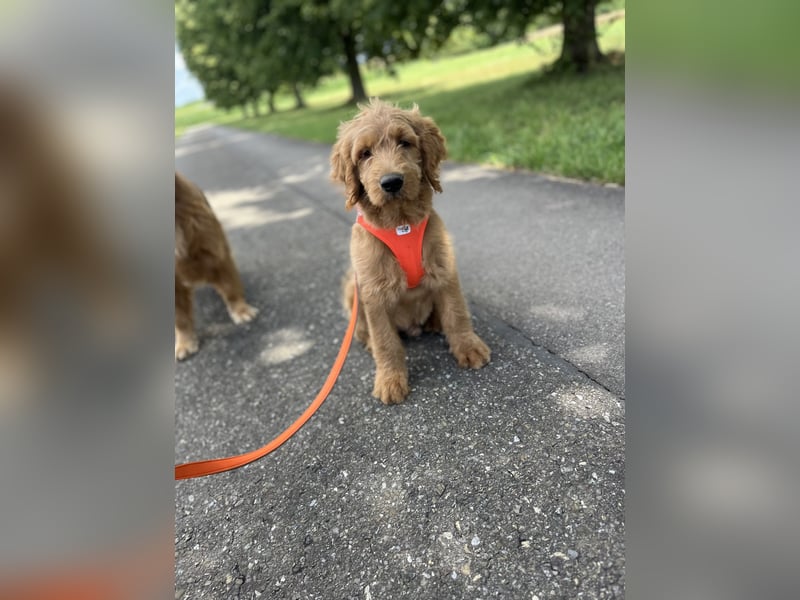 Goldendoodle 16 Wochen Stubenrein sehr lieb